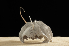 Pulpo Hembra Porcelana Con Manganeso 2009